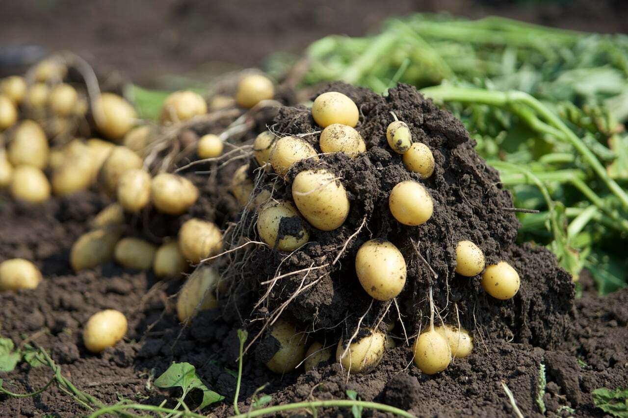 Как спасти урожай картофеля?