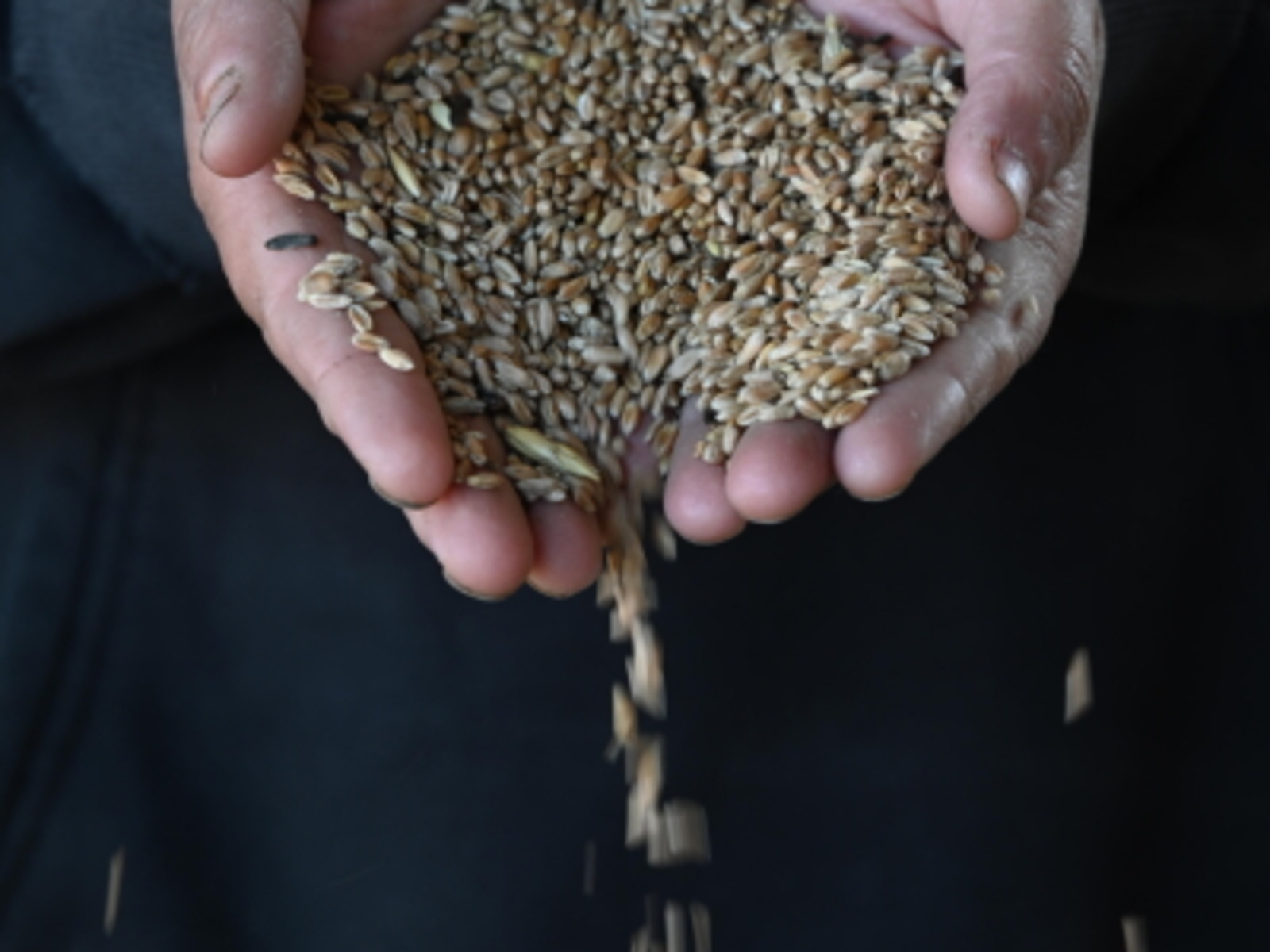 Безопасность зерна должна быть подтверждена