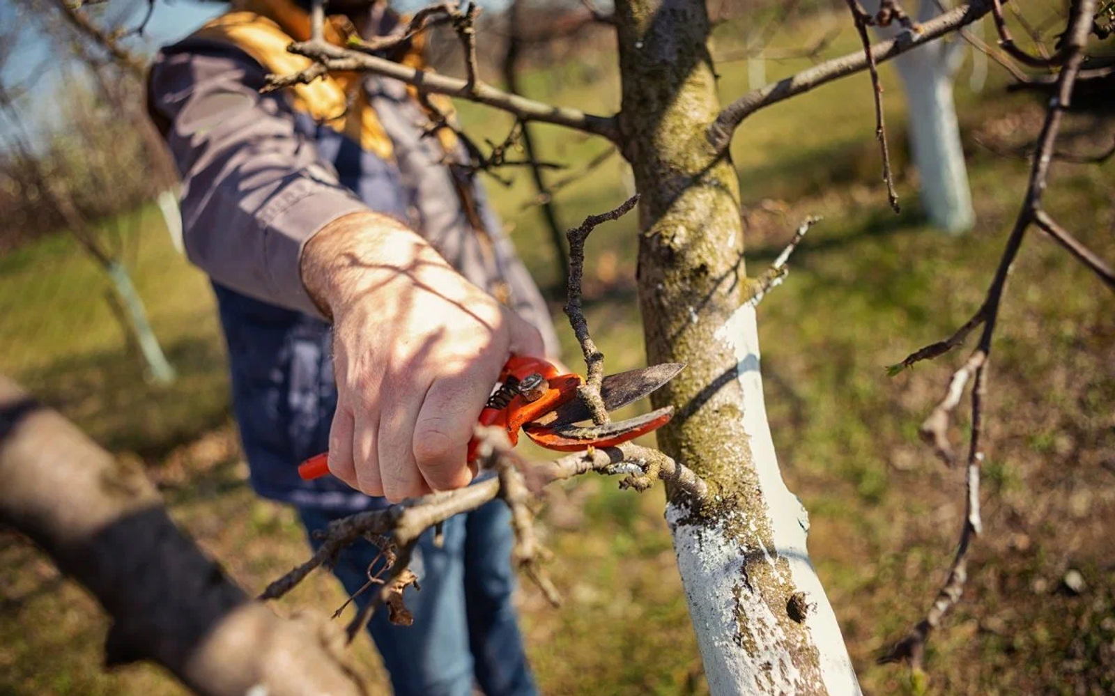 Про весеннюю обрезку деревьев