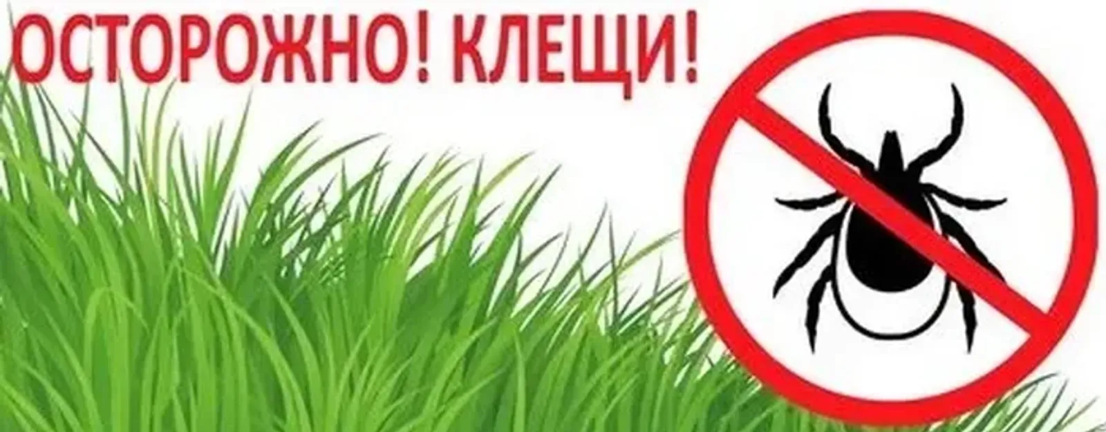Осторожно: клещи!