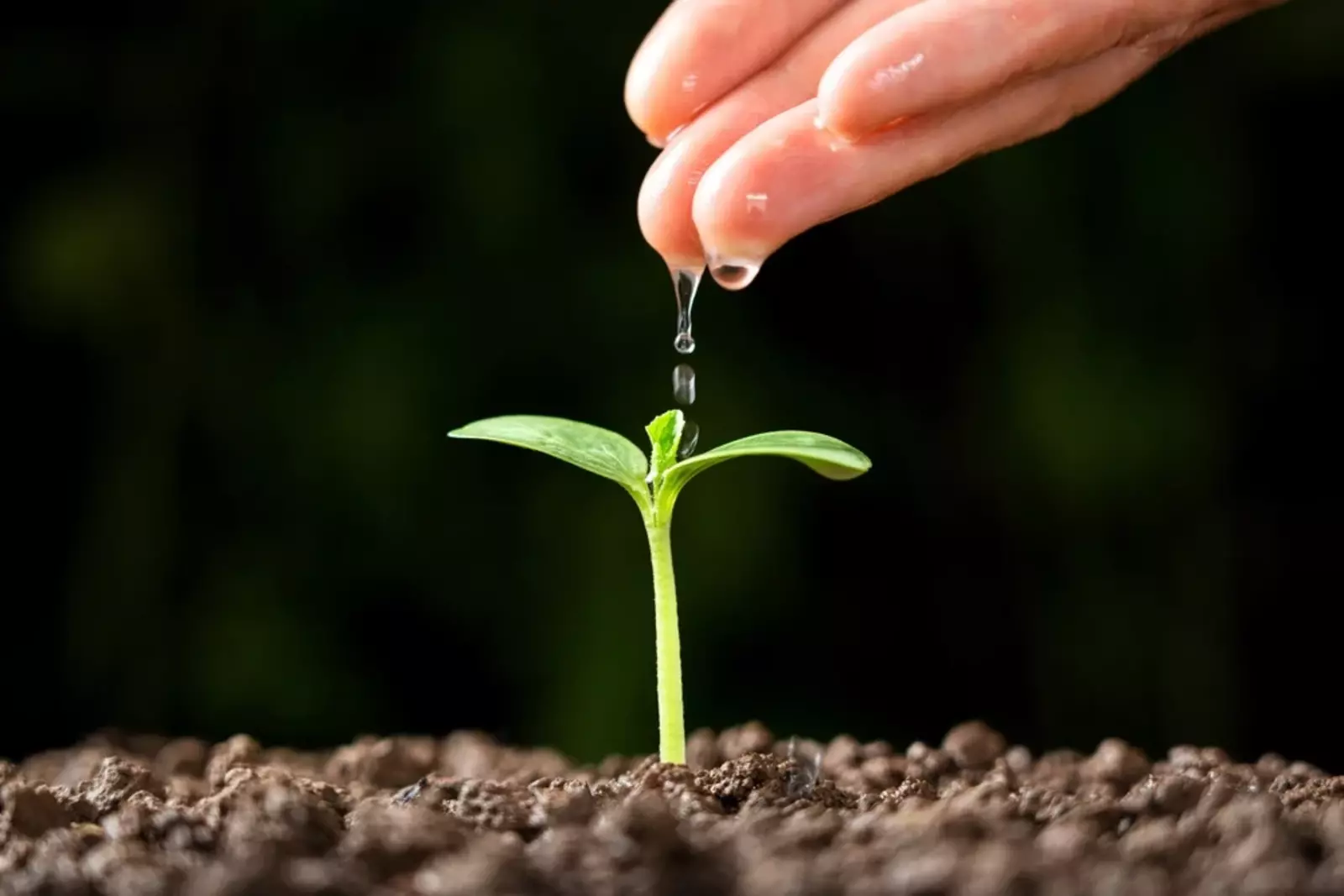 Подкормка рассады: какие удобрения использовать?