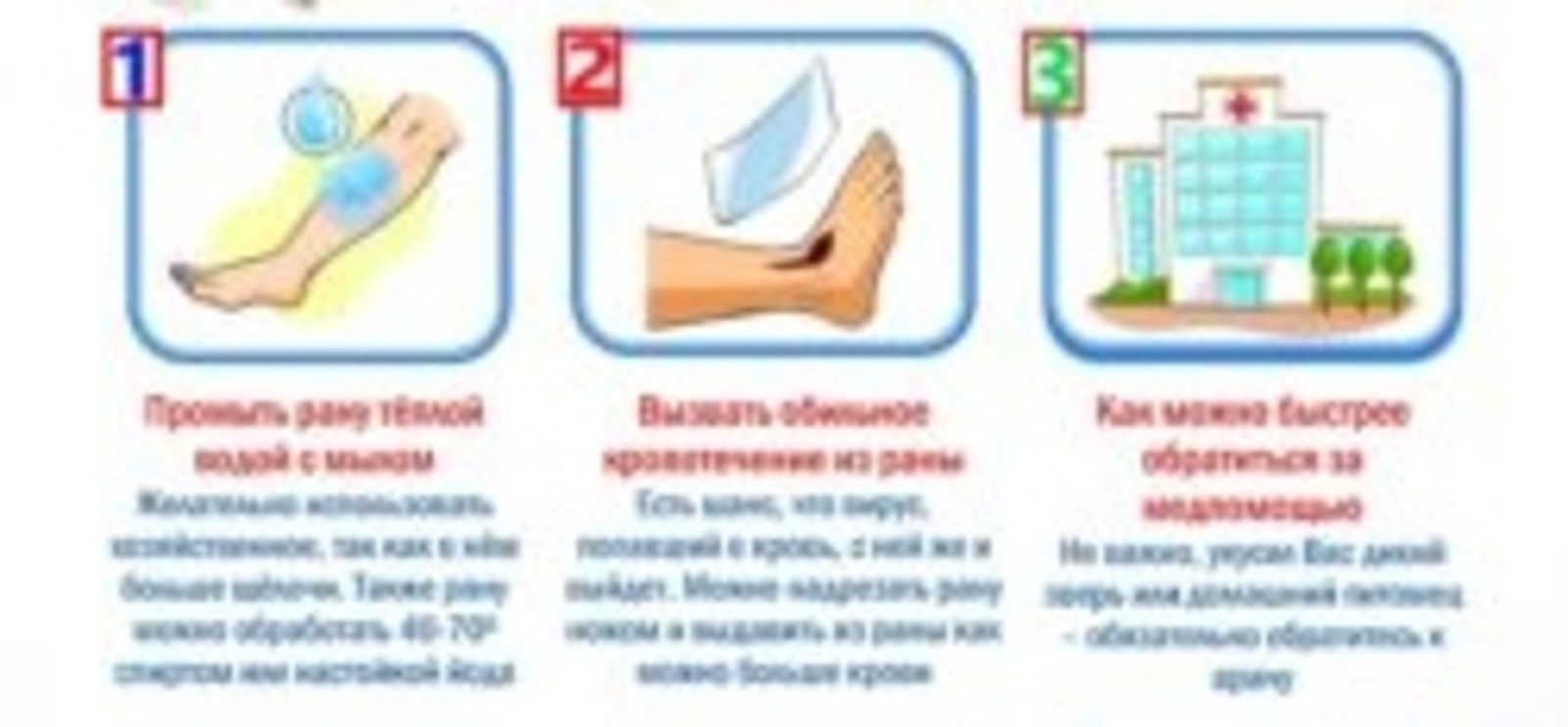 Бешенство: как защититься?