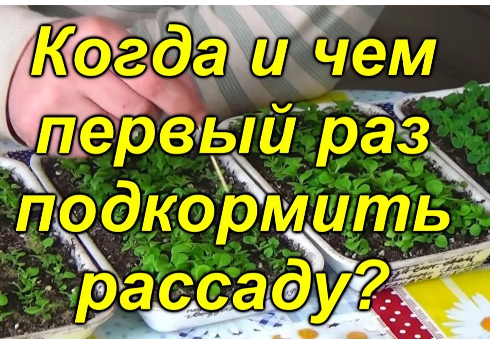 Когда начинать подкормку рассады?