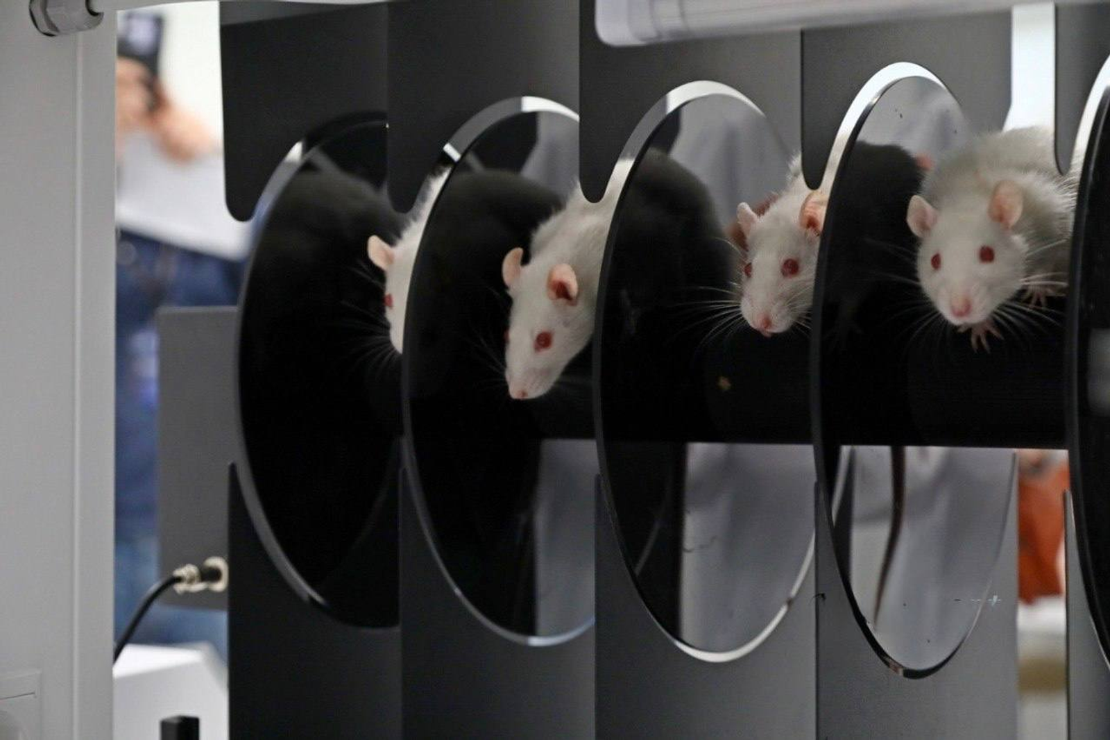 В Межвузовском студенческом кампусе Уфы разрабатывают новый антидепрессант