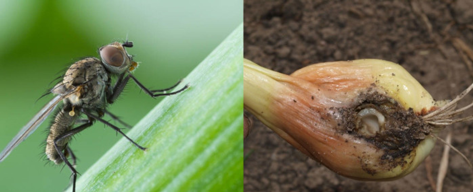 Экологичные методы борьбы с луковой мухой