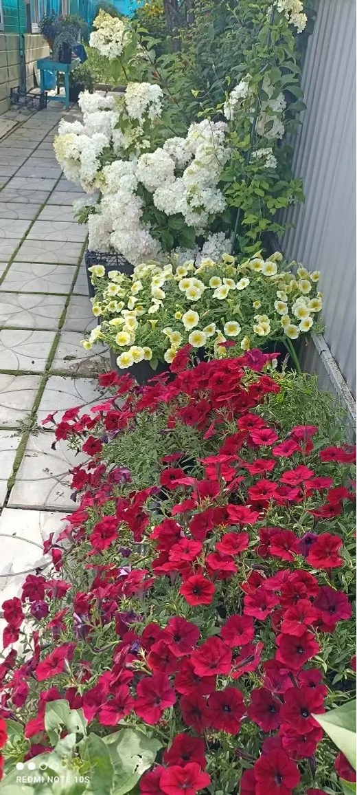 Зефирный флорист