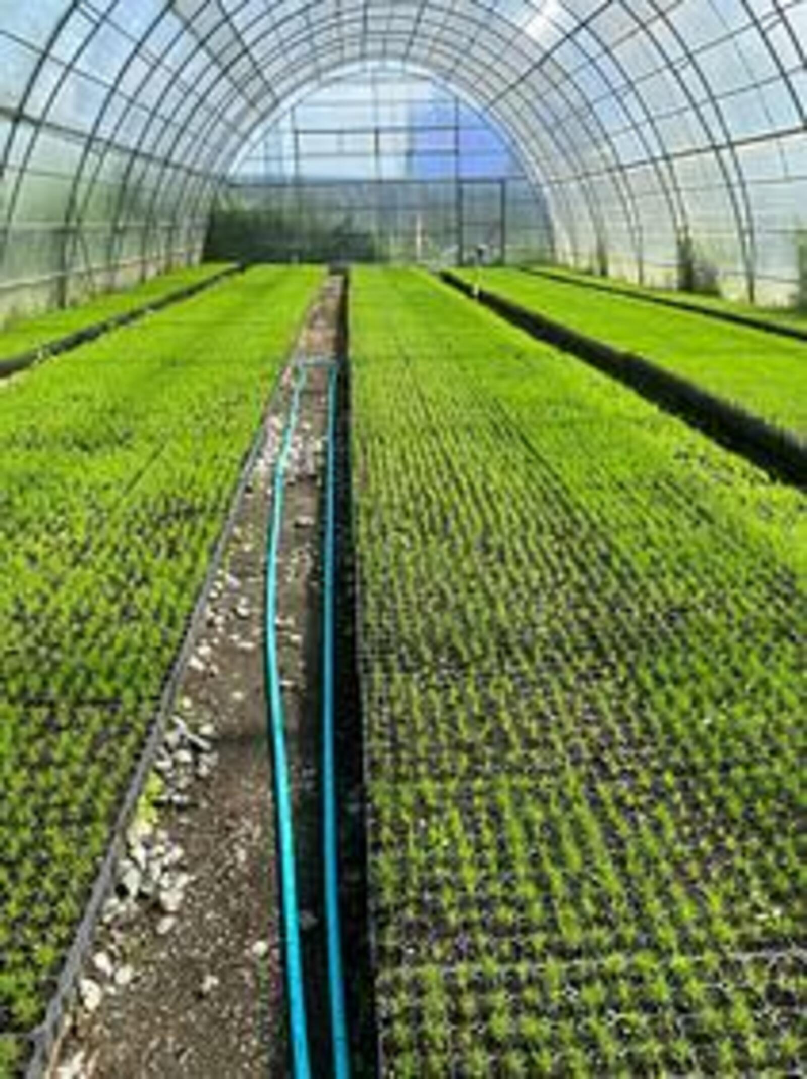 Минлесхоз Башкортостана расширяет сеть тепличных комплексов