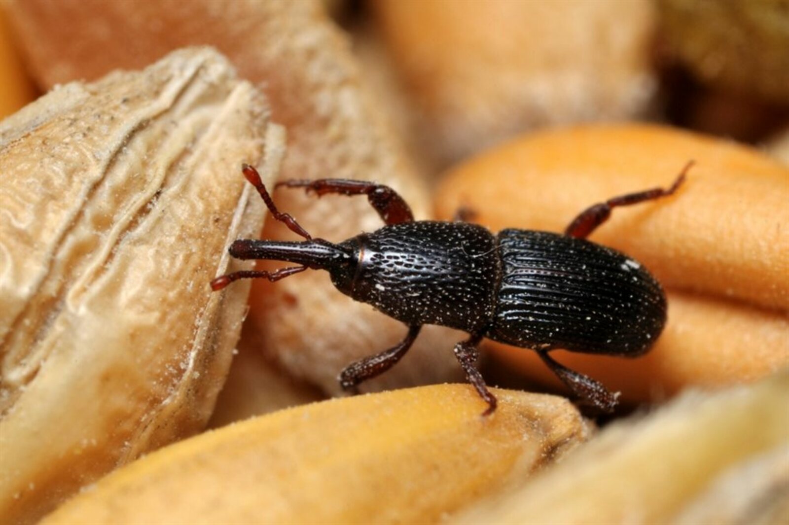 Амбарные вредители: как сохранить урожай и семена