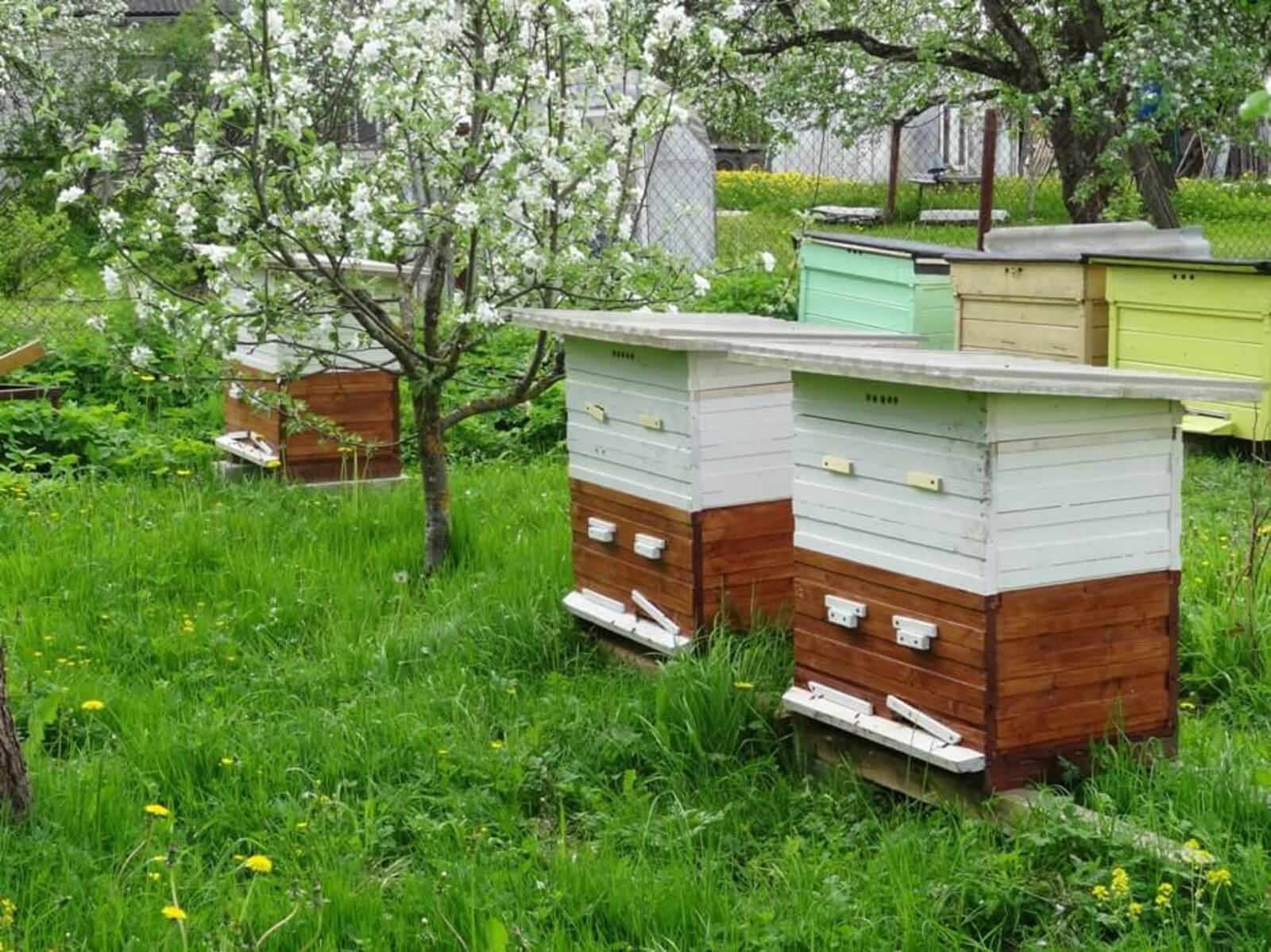 Новые ветеринарные правила содержания медоносных пчел