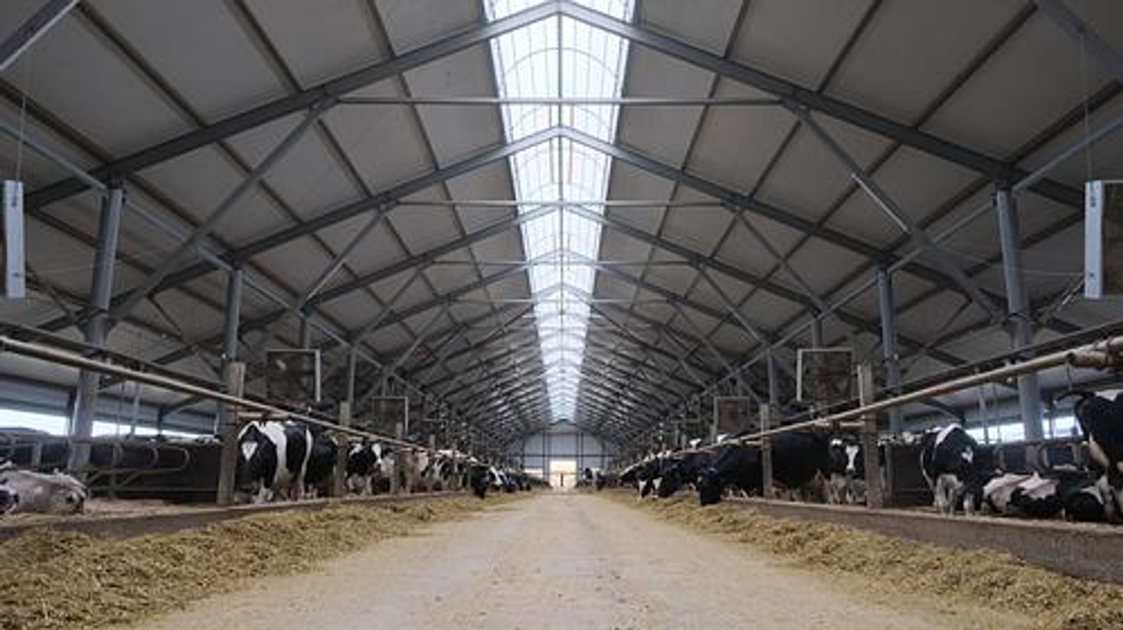 В Башкортостане в 2025 году заработают 5 современных молочных ферм