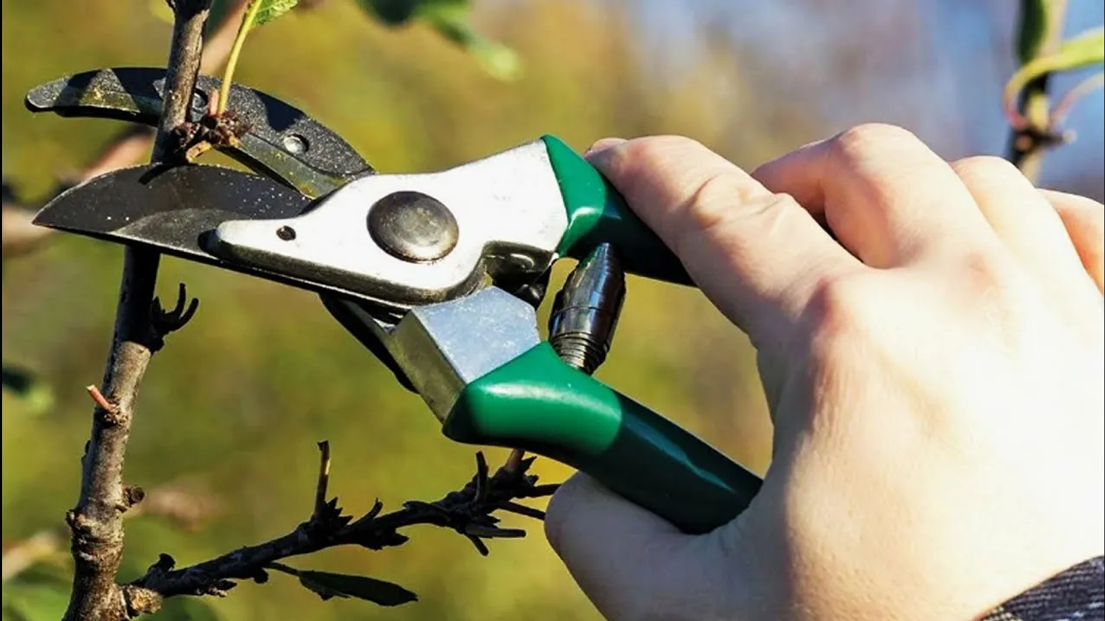 Весенняя обрезка деревьев: формируем крону до сокодвижения