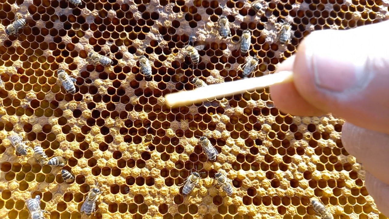Европейский гнилец пчел: как предотвратить заболевание