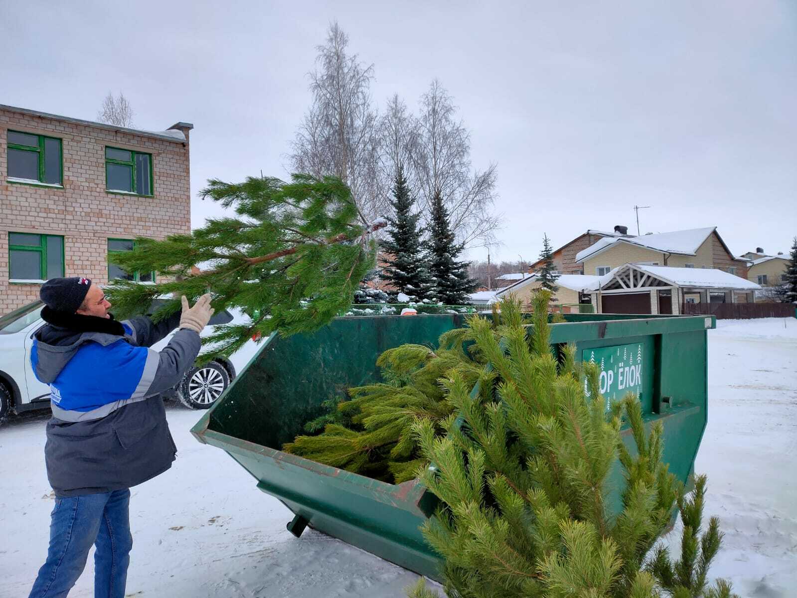 Новогодние елки – на переработку